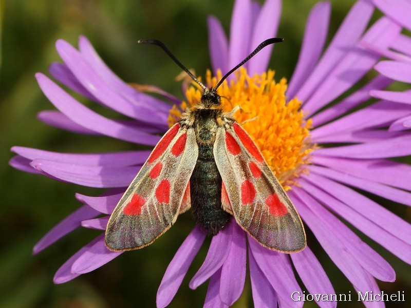 Zygaena exulans? S